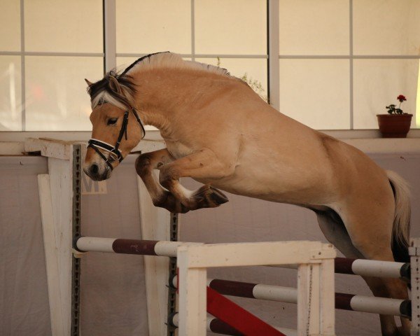 horse Infinity von der Marien-Quelle (Fjord Horse, 2022, from Immortel d'Ober)