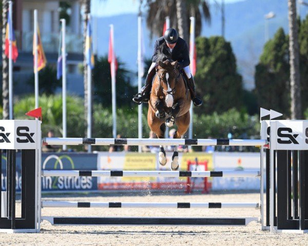 Springpferd Henkie-Penkie (KWPN (Niederländisches Warmblut), 2012, von Plot Blue)