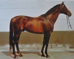 Deckhengst Blaubart xx 3319 (Englisches Vollblut, 1967, von Bürgermeister xx)