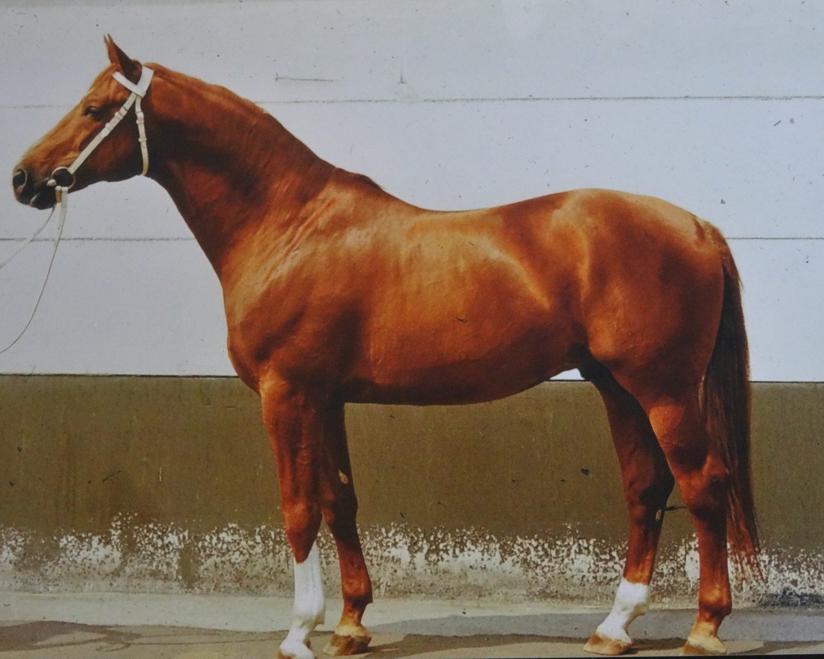 Deckhengst Alarm 1324 (Trakehner, 1970, von Neujahr Mo 1178)