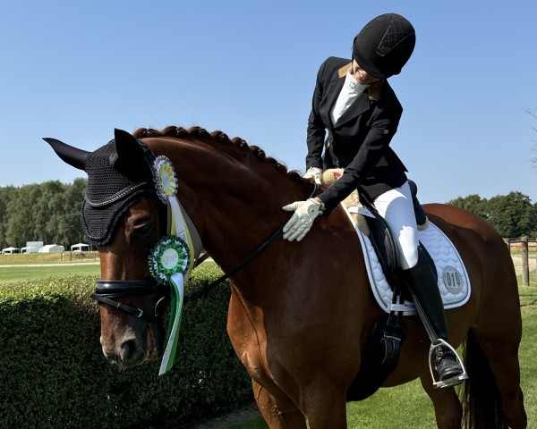 dressage horse Belvedere (Hanoverian, 2011, from Belstaff)