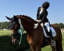 Dressurpferd Belvedere (Hannoveraner, 2011, von Belstaff)