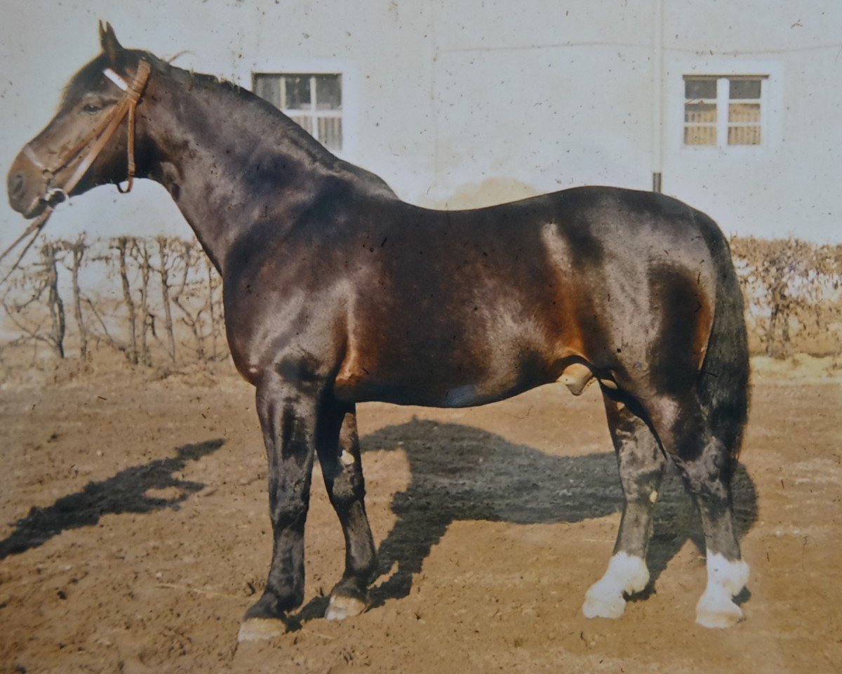 stallion Felup Mo 376 (Oldenburg, 1945, from Feldherr 3752)