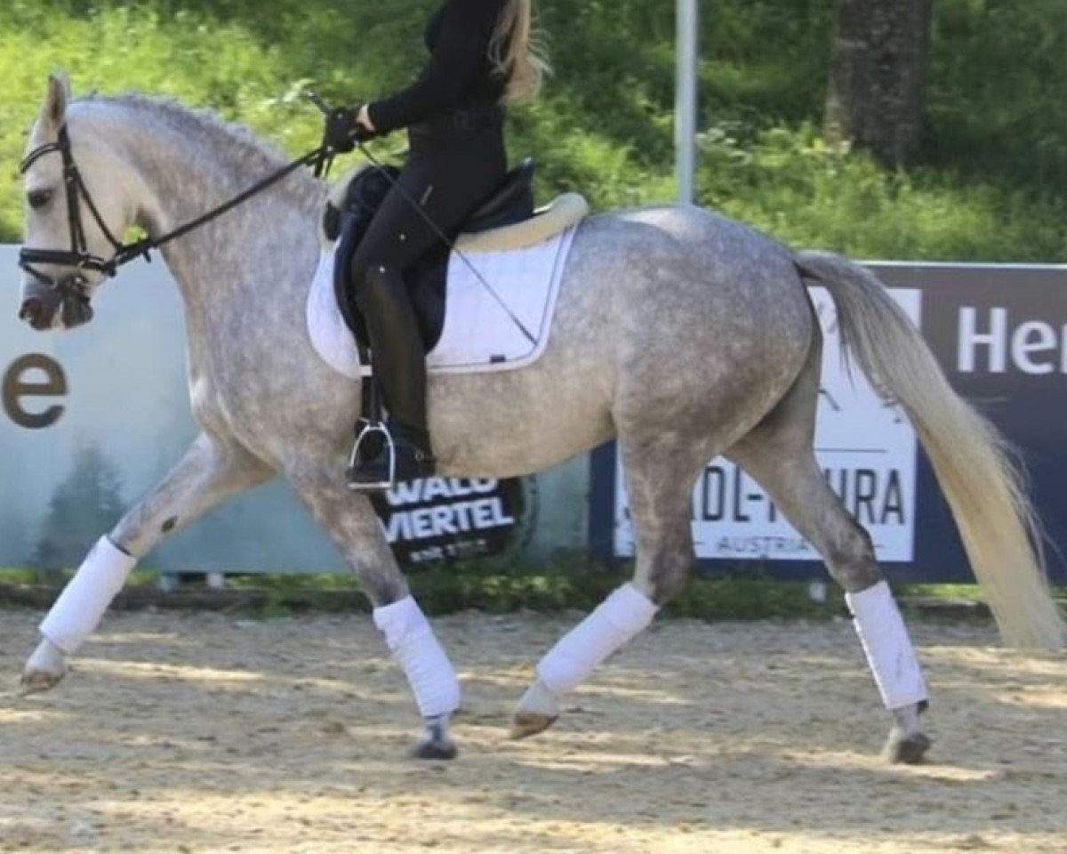 broodmare FH Cracks-AL (German Riding Pony, 2015, from FH Crack)