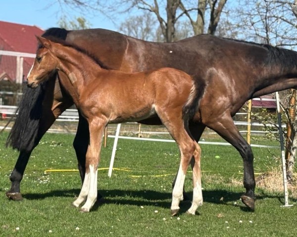 foal by Daiquiri CVG (Oldenburg show jumper, 2025, from Different Color)
