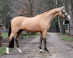 Pferd Kribouille de Gaya (New-Forest-Pony, 2020, von Birkilds Balboa)
