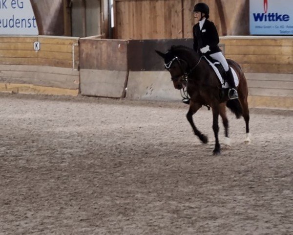 Dressurpferd Kluntje WE (Deutsches Reitpony, 2013, von Kaiser Bonaparte WE)