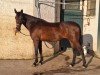 Springpferd Catwalk Lady 3 (Holsteiner, 2015, von Catoo)