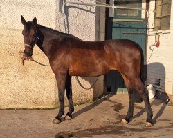 Springpferd Catwalk Lady 3 (Holsteiner, 2015, von Catoo)