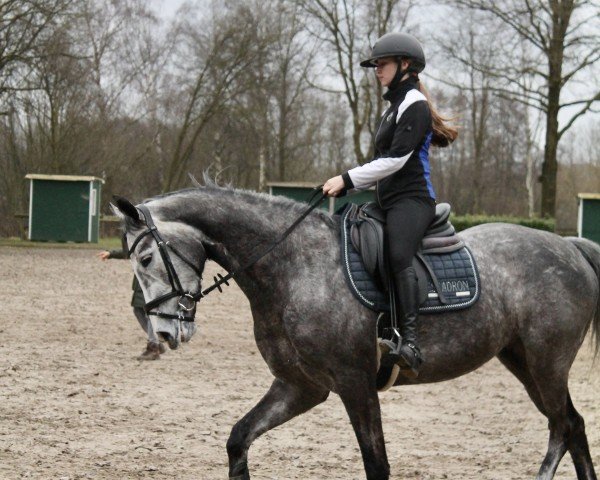 Springpferd Cash n'Carry JR (Westfale, 2019, von Cristallo I)