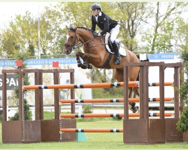 Springpferd Dragon Fire (Westfale, 2017, von Dacantos)