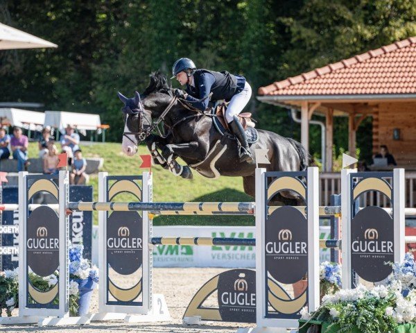 Springpferd Mc Crosskeys (Irish Sport Horse, 2016, von S Creevagh Ferro)
