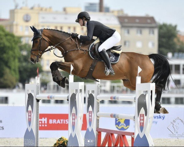 jumper Cracker Z (Zangersheide riding horse, 2014, from Crunch 3)