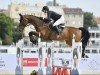 jumper Cracker Z (Zangersheide riding horse, 2014, from Crunch 3)
