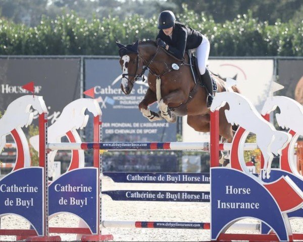 Springpferd Riverview Candy Kid (Irish Sport Horse, 2014, von Sligo Candy Boy)