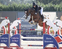 jumper Riverview Candy Kid (Irish Sport Horse, 2014, from Sligo Candy Boy)
