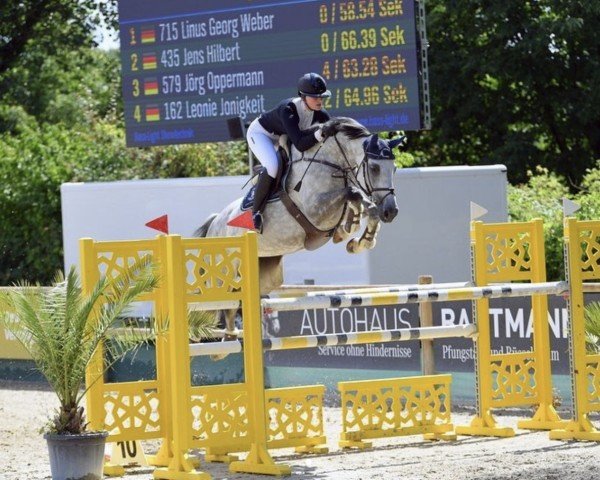 Springpferd Charisma 282 (Holsteiner, 2014, von Connor 48)