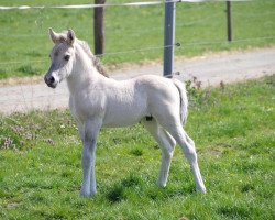 Pferd Rio (Fjordpferd, 2020, von Reidar van den Bosdries)