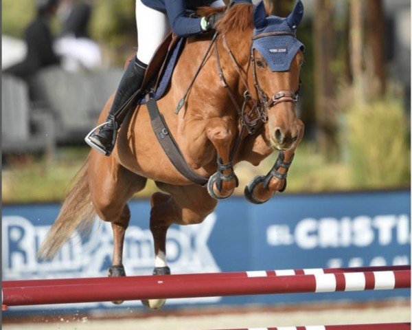 jumper Kabelle 2 (KWPN (Royal Dutch Sporthorse), 2015, from Cidane)