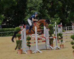 jumper Cupido 114 (Oldenburg show jumper, 2011, from Ci Ci Senjor Ask)