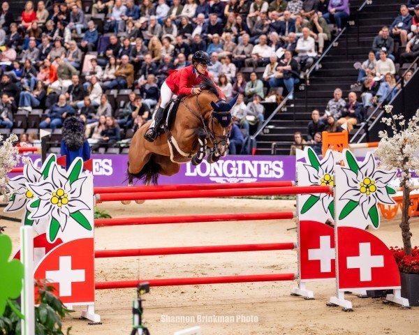 Springpferd Gipsy Love (Slowakisches Warmblut, 2014, von Induparts Guidam Sohn)