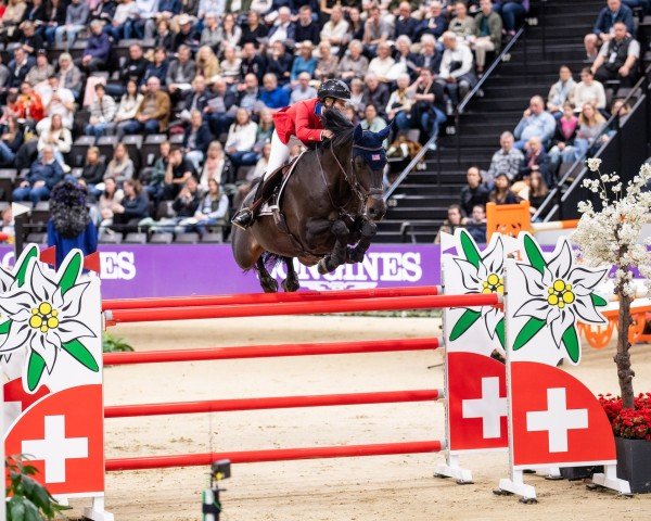 jumper Gelvera (KWPN (Royal Dutch Sporthorse), 2011, from Quality Time)
