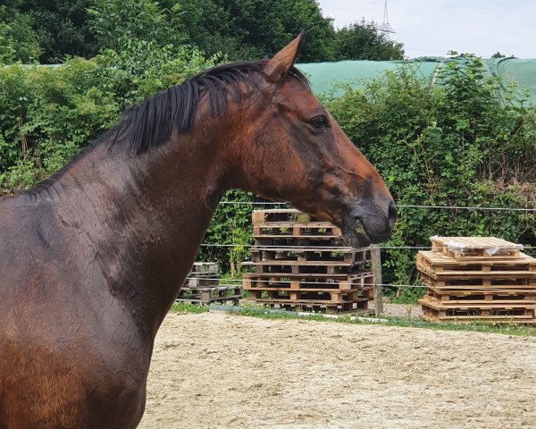 jumper Windy's Quell Surprise (Oldenburg show jumper, 2009, from Quality 9)