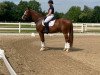 dressage horse Bailador 44 (Westphalian, 2016, from Beverly Hills)