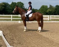 dressage horse Bailador 44 (Westphalian, 2016, from Beverly Hills)