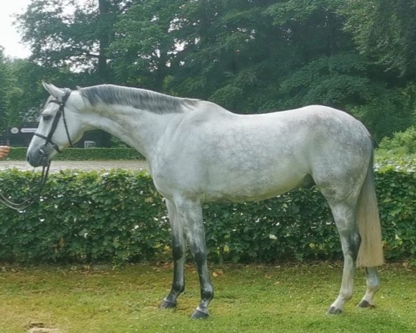 jumper Crazy Crumble B (Hanoverian, 2015, from Cordess 2)