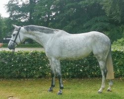 jumper Crazy Crumble B (Hanoverian, 2015, from Cordess 2)