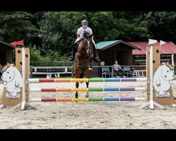 jumper Cacharel Z (Zangersheide riding horse,  )