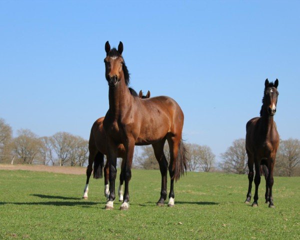Springpferd Eike (Westfale, 2023, von Eldorado vd Zeshoek Tn)