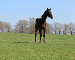 Springpferd Velvet de Muze (Westfale, 2023, von Verdi)