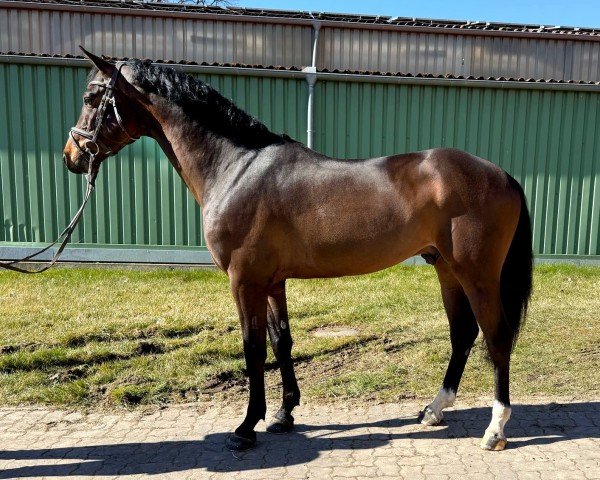 jumper Catch me Carti (Oldenburg show jumper, 2021, from Cartwright 2)