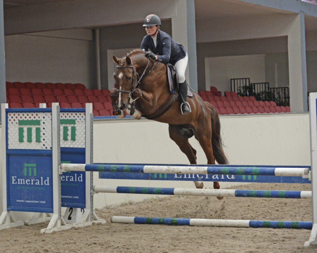 Springpferd Calgary Vgw Z (Zangersheide Reitpferd, 2018, von Casall Ask)