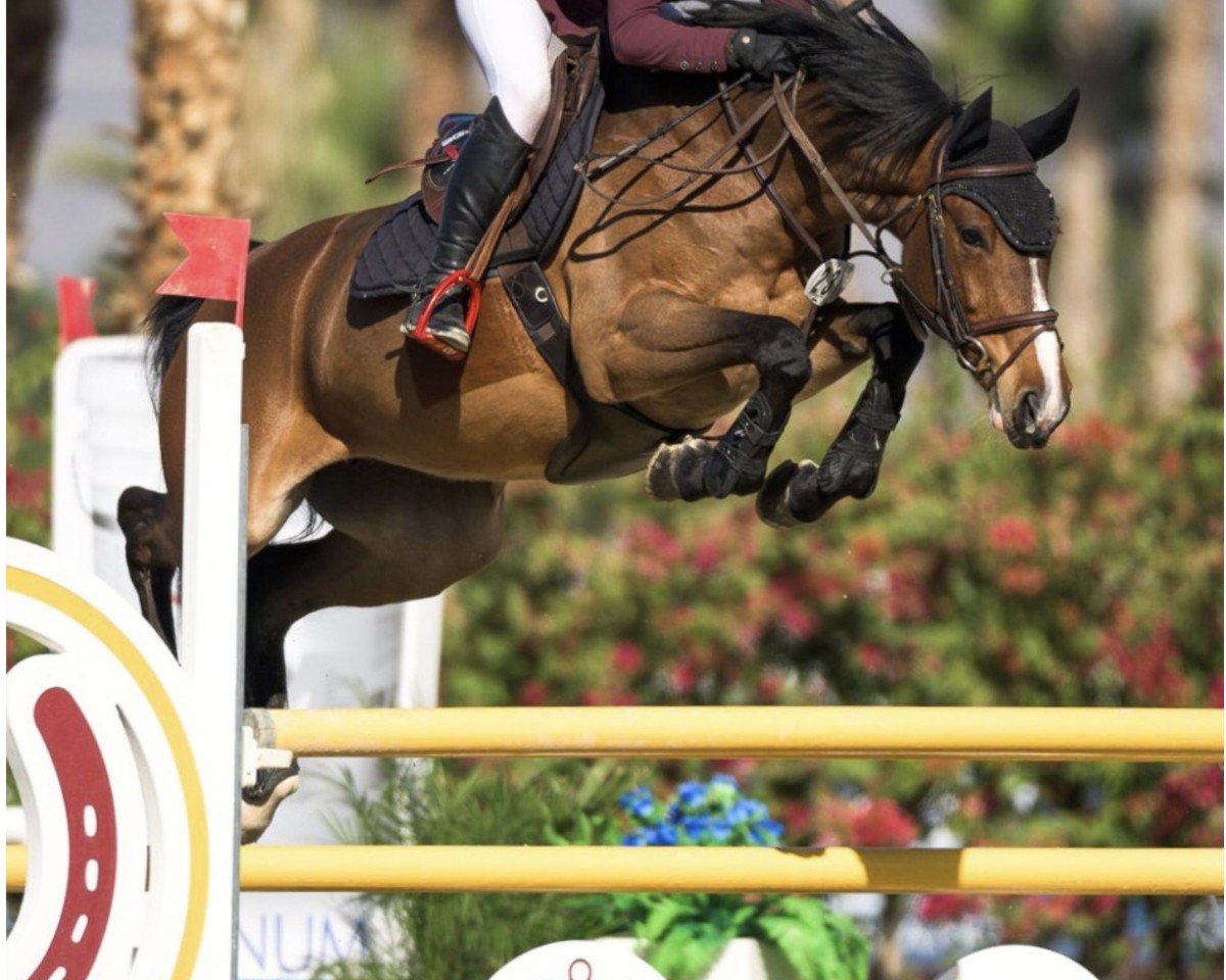 Springpferd BEC Karina (Irish Sport Horse, 2017, von Comme il Faut)