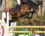 jumper BEC Karina (Irish Sport Horse, 2017, from Comme il Faut)