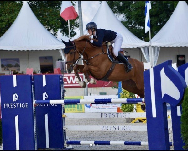Springpferd BEC Romanov take two (Irish Sport Horse, 2018, von Romanov)