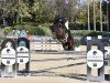jumper Casa-Sue PS (Oldenburg show jumper, 2016, from L.b. Casanova)
