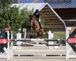 jumper TMS PIENAAR (Irish Sport Horse, 2018, from I'm Special de Muze)