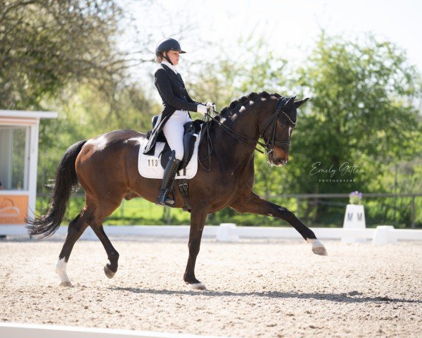 dressage horse Quentin von Nymphenburg (Hanoverian, 2015, from Quaterhall)