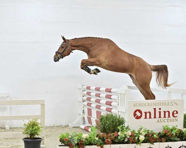 Springpferd Fortino Blue PS (Oldenburger Springpferd, 2019, von For Laubry)