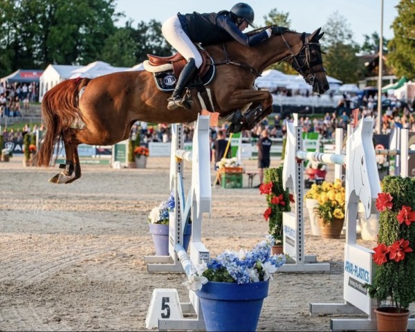 jumper Levinja 17 (Oldenburg, 2012, from Levisonn 208 FIN)
