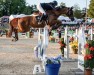 jumper Levinja 17 (Oldenburg, 2012, from Levisonn 208 FIN)