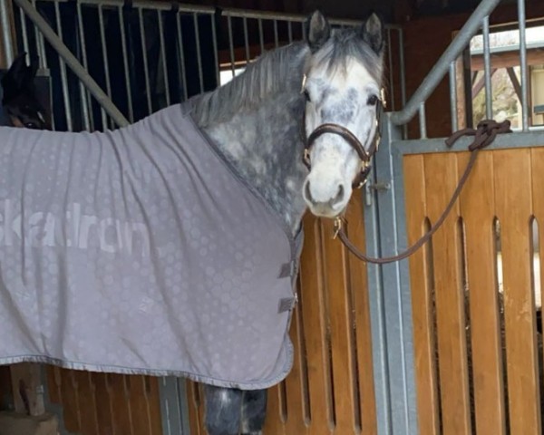 horse Bonsai PGN (polish noble half-breed, 2019, from Arctic)