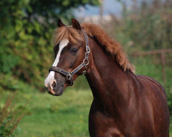 Pferd Champanger (Deutsches Reitpony, 1999, von Chopin)