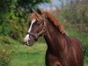 Pferd Champanger (Deutsches Reitpony, 1999, von Chopin)