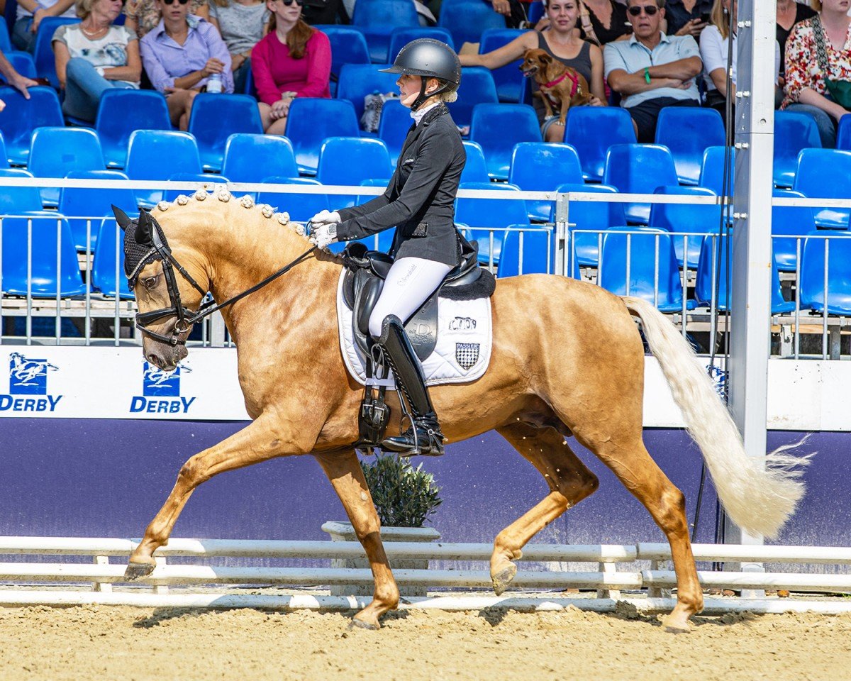 Deckhengst Dallas County (Deutsches Reitpony, 2021, von D-Gold AT NRW)