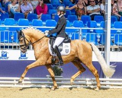 dressage horse Dallas County (German Riding Pony, 2021, from D-Gold AT NRW)